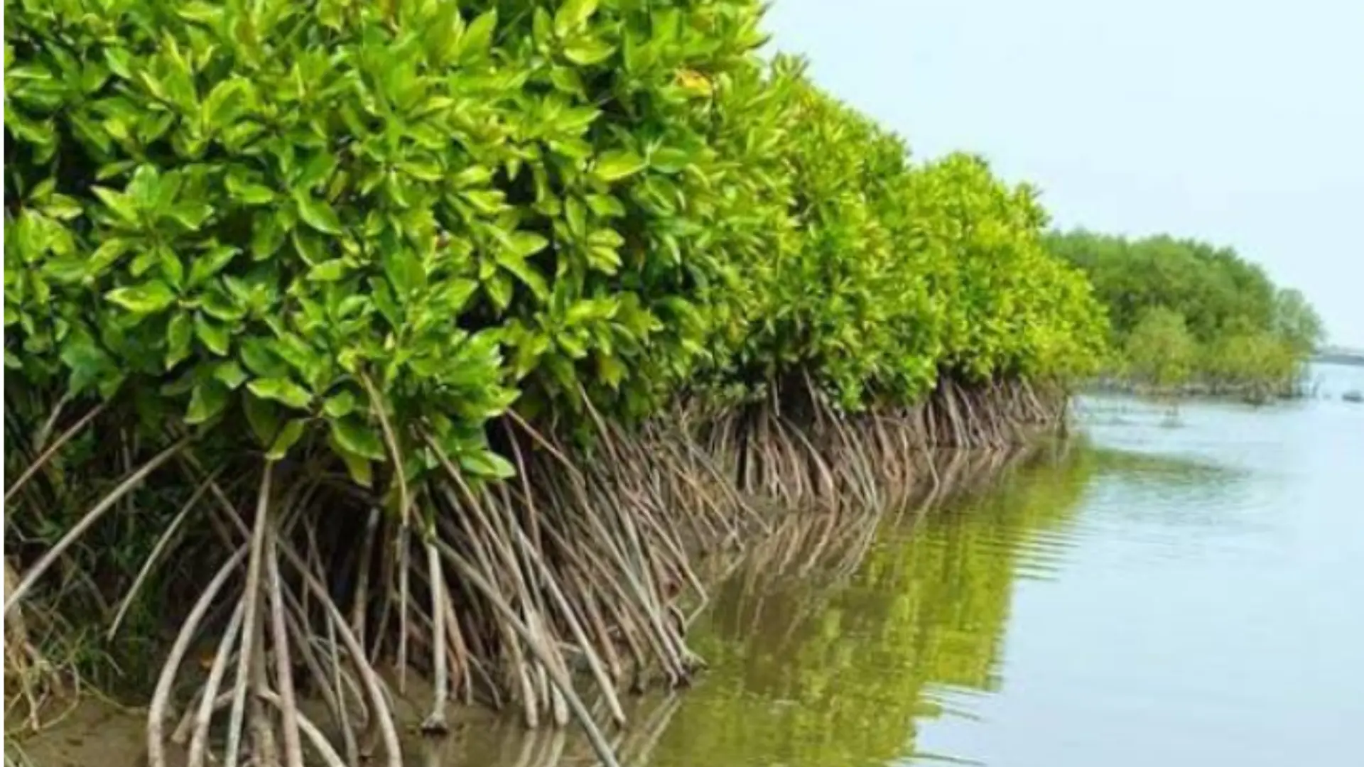 Upaya Konservasi Hutan Mangrove Dapat Dilakukan Dengan Cara